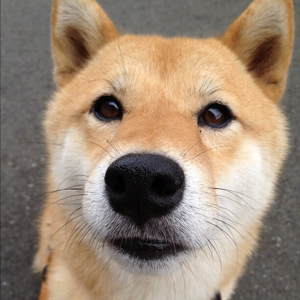 米兰体育-布克，F1年度争冠之夜的隐形胜负手